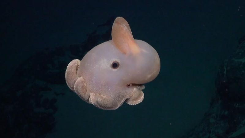 Exploring The Deep: Discovery In New Caledonia's Waters