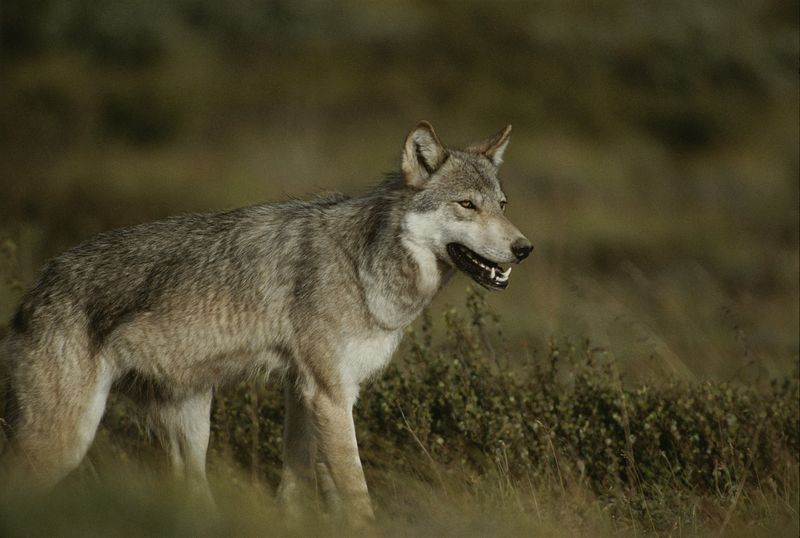 The Impact Of Apex Predators On Lower-Tier Species: A Global Perspective