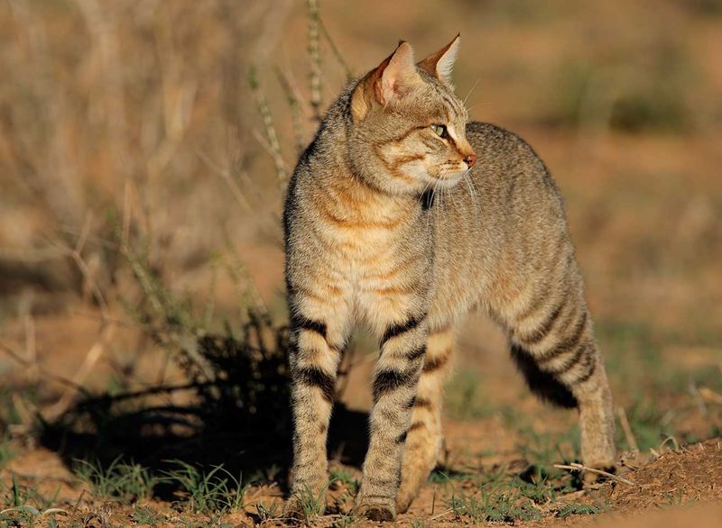 The Role Of The Afro-Asiatic Wildcat In Ancient Societies