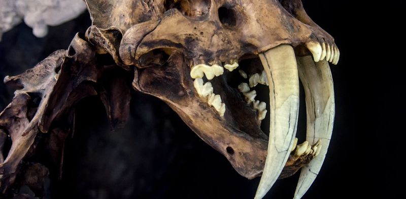Deadly Daggers For Teeth