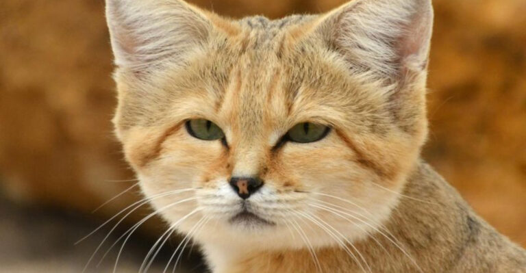 How The Sand Cat Survives And Thrives In Extreme Heat