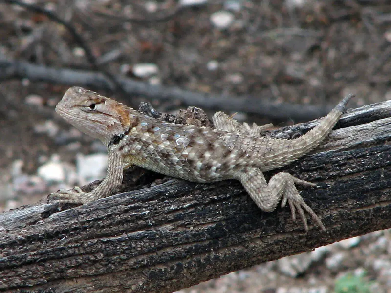 Spiny Lizards And Their Fast-Evolving Traits