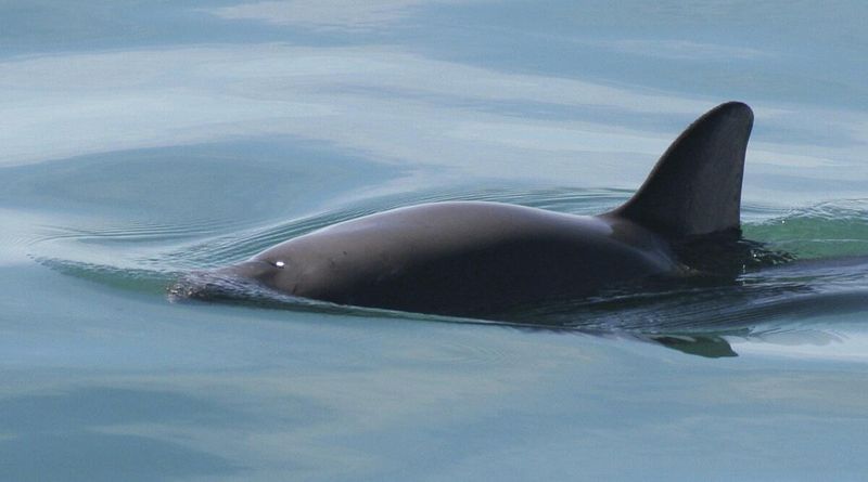 Vaquita's Struggle For Survival