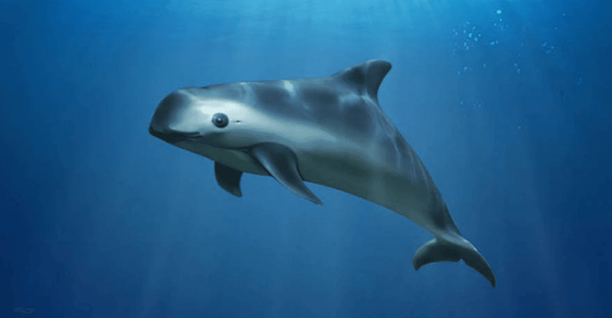 How The Vaquita Became The Most Endangered Marine Mammal On Earth
