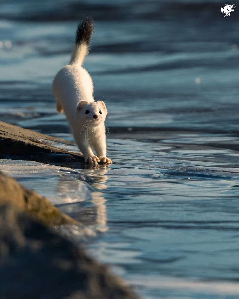 The Ermine's High-Speed Chase