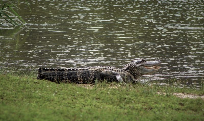 Giant Alligators And Their Role In The Mississippi River Ecosystem