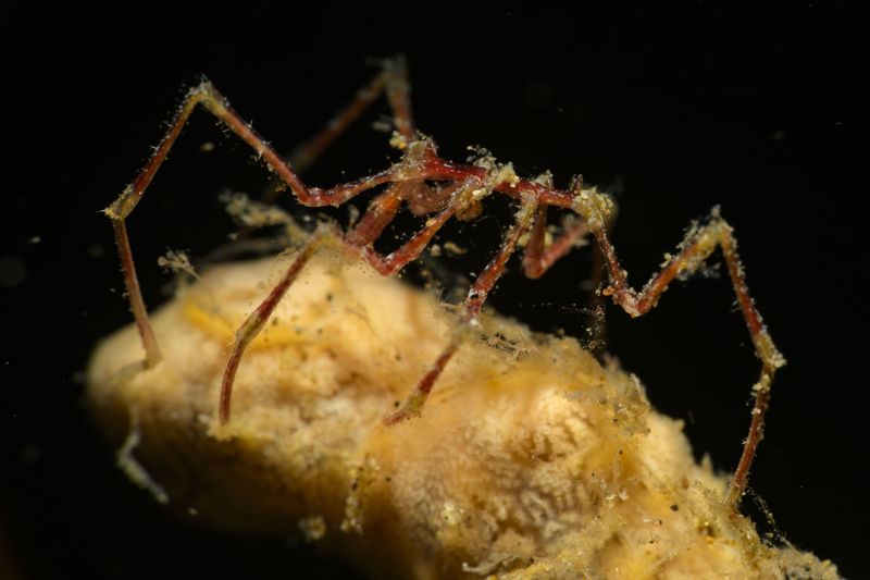 The Role Of Methane And Methanol In The Spiders' Diet