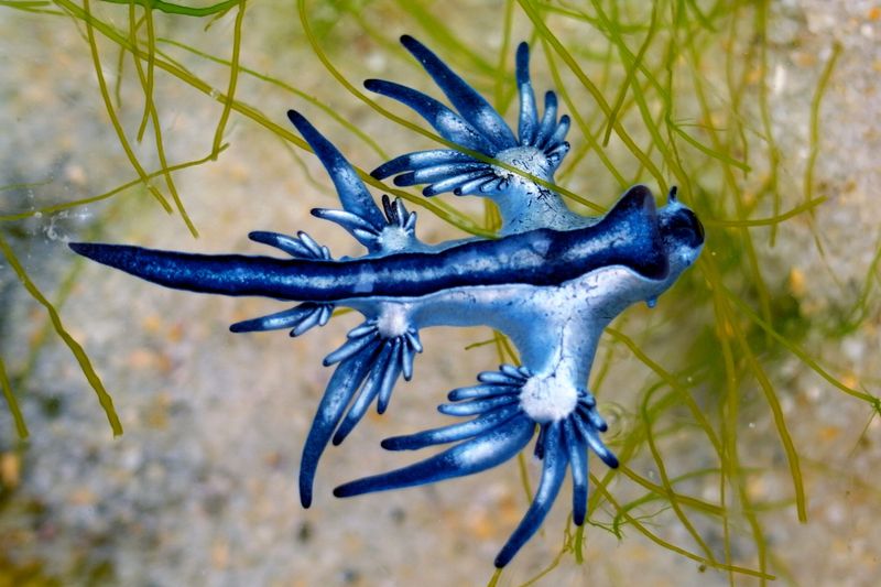 Their Role In Marine Life