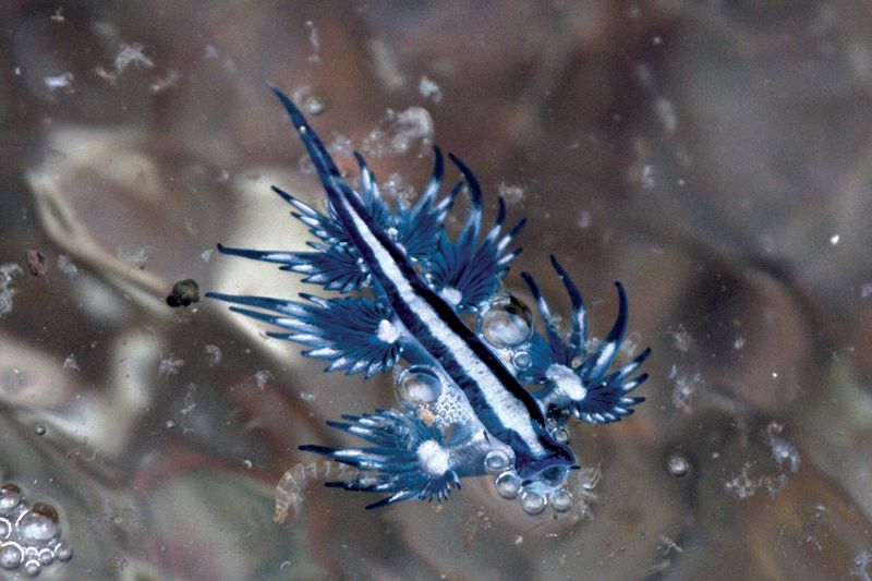 Who Preys On This Small Marine Creature?