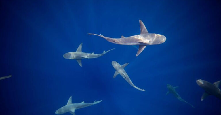 How This Shark Swam A Record-Breaking 4,000 Miles In A Journey Once Thought Impossible