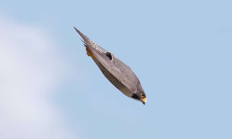 The Fastest Wings In The Animal Kingdom