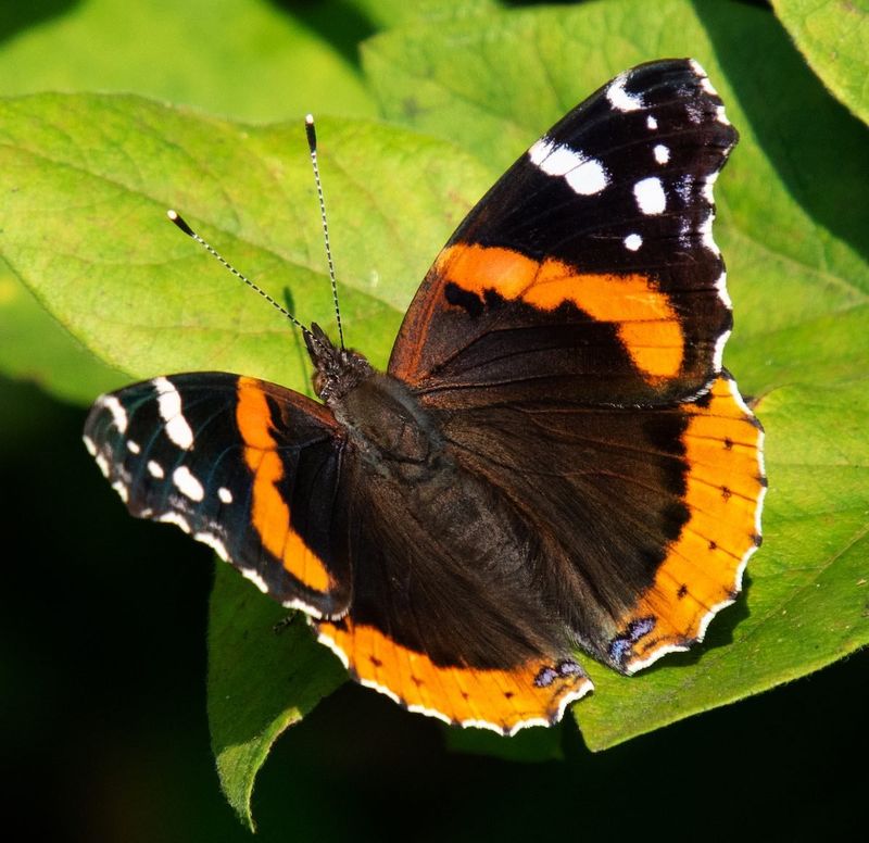 Common Lookalikes: Other Butterflies That Resemble The American Lady