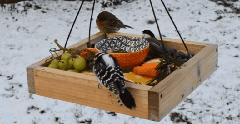 How To Build A Charcuterie Board For Your Backyard Birds