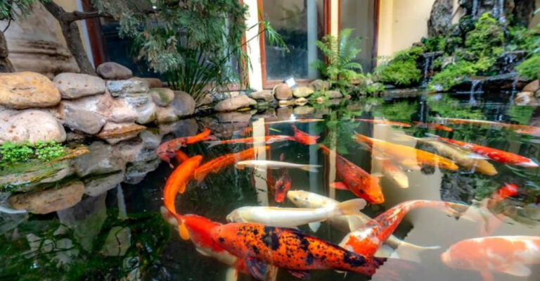 How To Build A Huge Natural Pond For Your Pet Fish