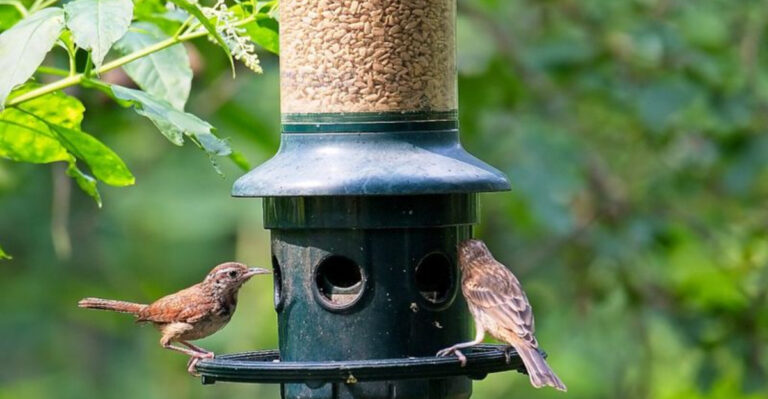 How To Clean Your Bird Feeder In A Few Simple Steps