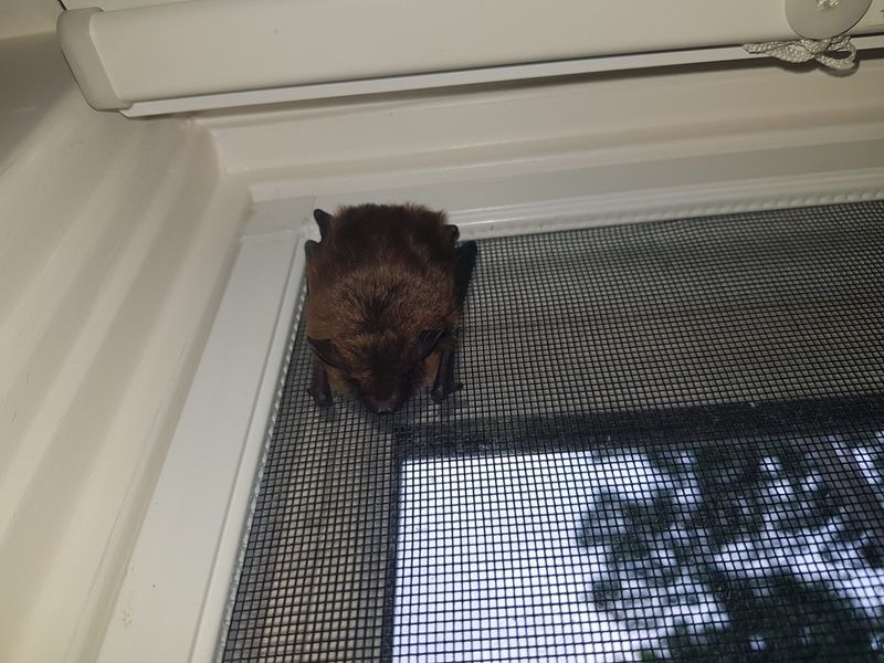Open Windows And Doors