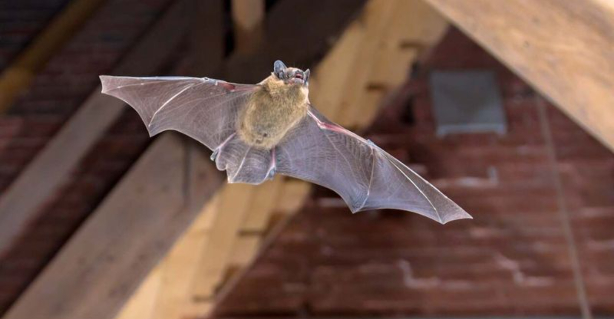 How To Get A Bat Out Of Your House