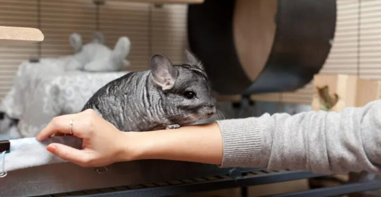 How To Help A Nervous Chinchilla Feel At Home