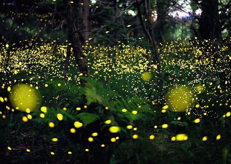 The Science Of Firefly Flashing: Why It's At Risk