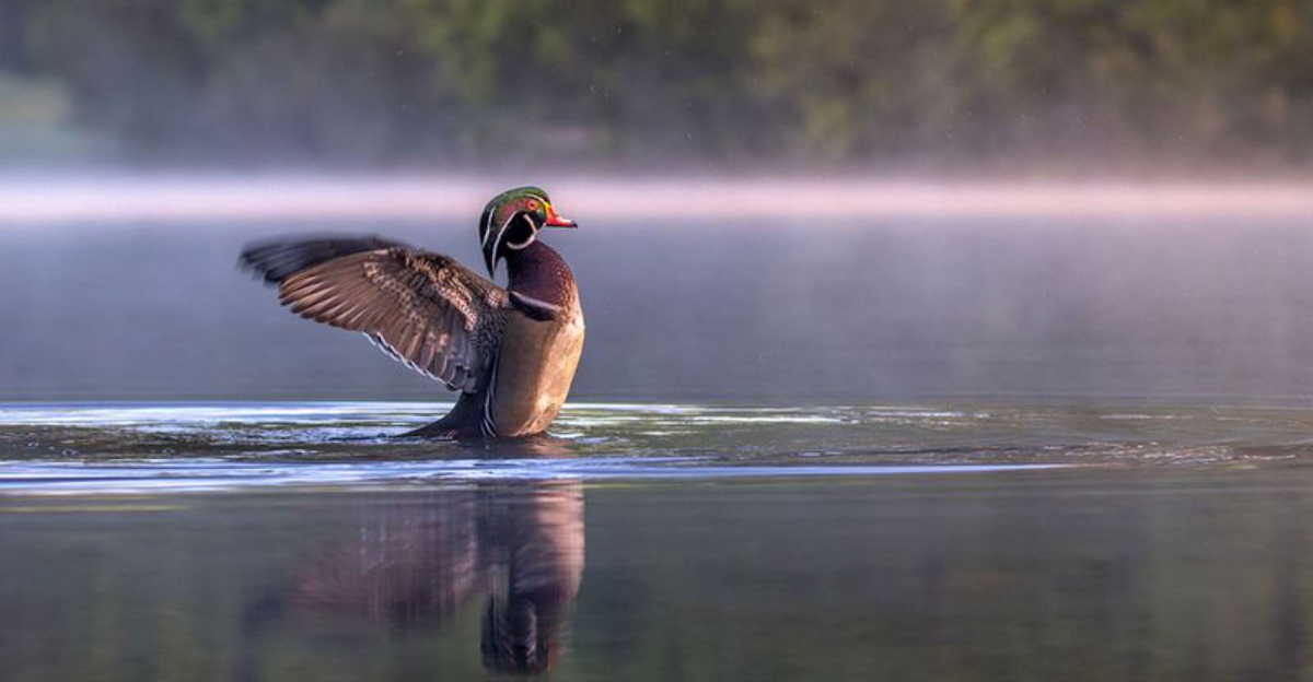 How To Identify A Wood Duck In The Wild