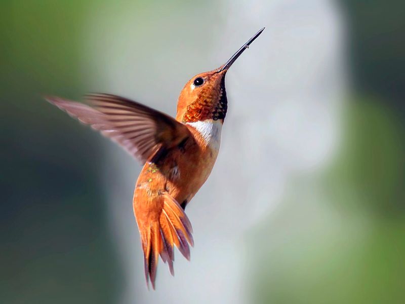 Look For The Rusty-Orange Plumage
