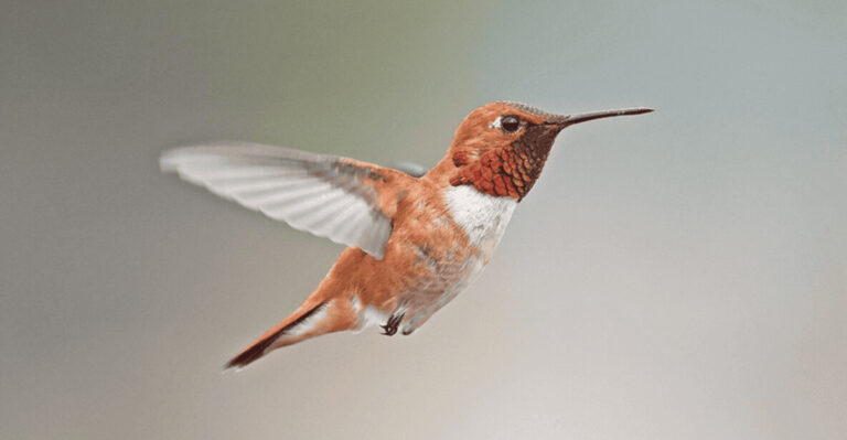 How To Identify And Attract A Rufous Hummingbird
