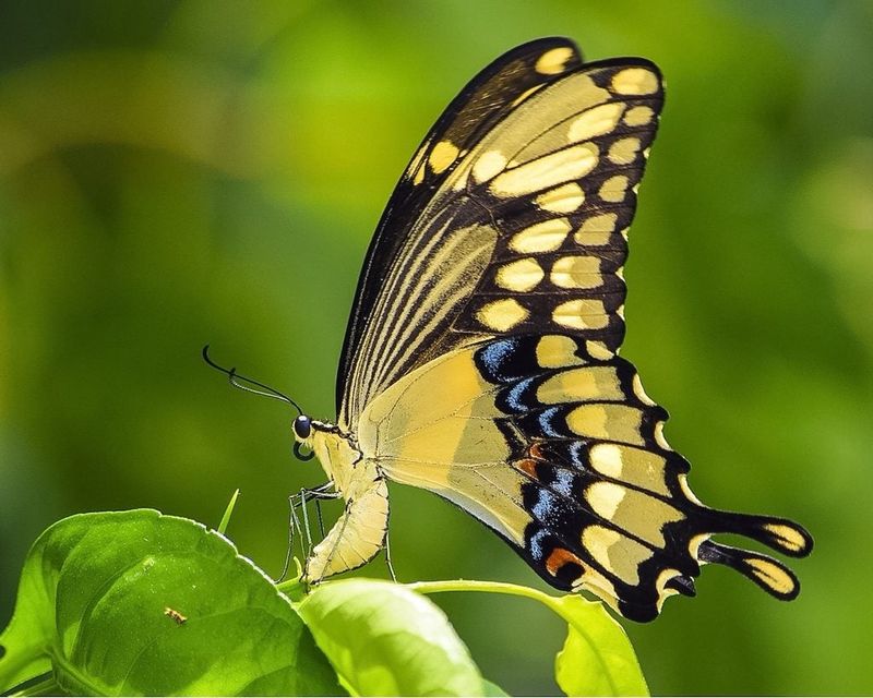 Know Your Butterfly: Recognizing Giant Swallowtails