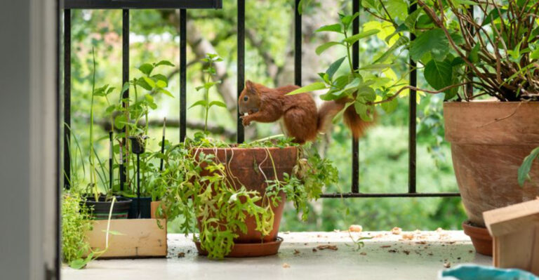 How To Keep Squirrels Out Of Garden Beds And Potted Plants