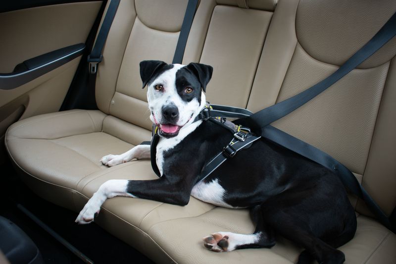 Secure With A Dog Seat Belt Harness