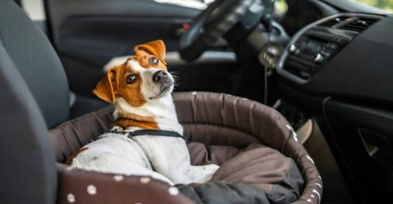 How To Keep Your Dog Safe In Your Car