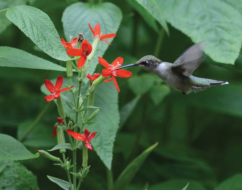 The Importance Of Native Plants In Attracting Local Hummingbirds
