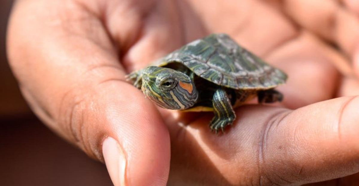 How To Raise A Healthy Baby Red-Eared Slider Turtle
