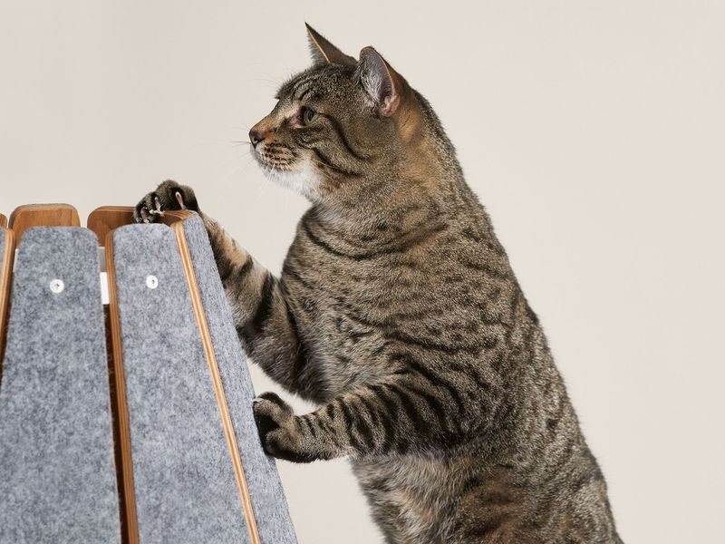 Provide Scratching Posts