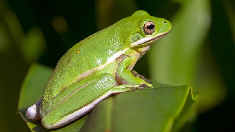 The Role Of Tree Frogs As Natural Pest Control