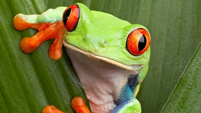 Diet Variations In Different Tree Frog Species