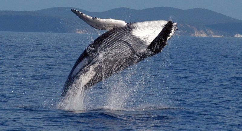 The Future Of Whales In Our Changing Oceans