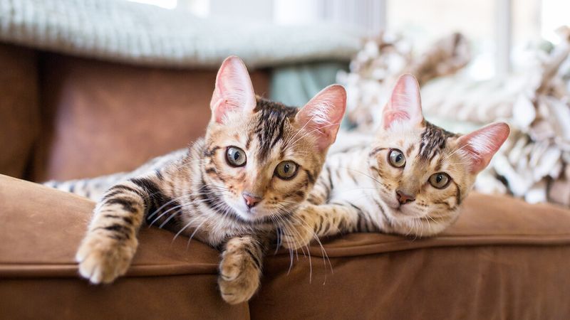 What's Your True Motivation For Adding Another Cat?