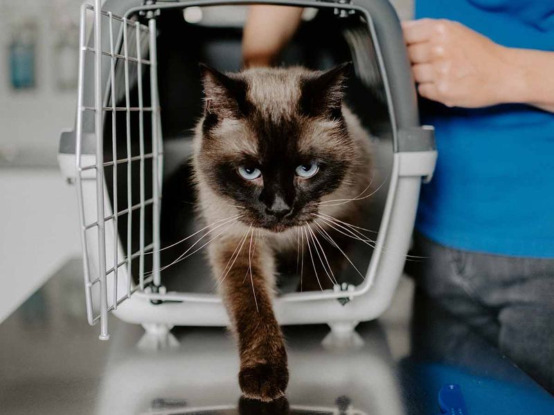 Do You Have A Reliable Veterinarian Who Can Handle Multiple Pets?