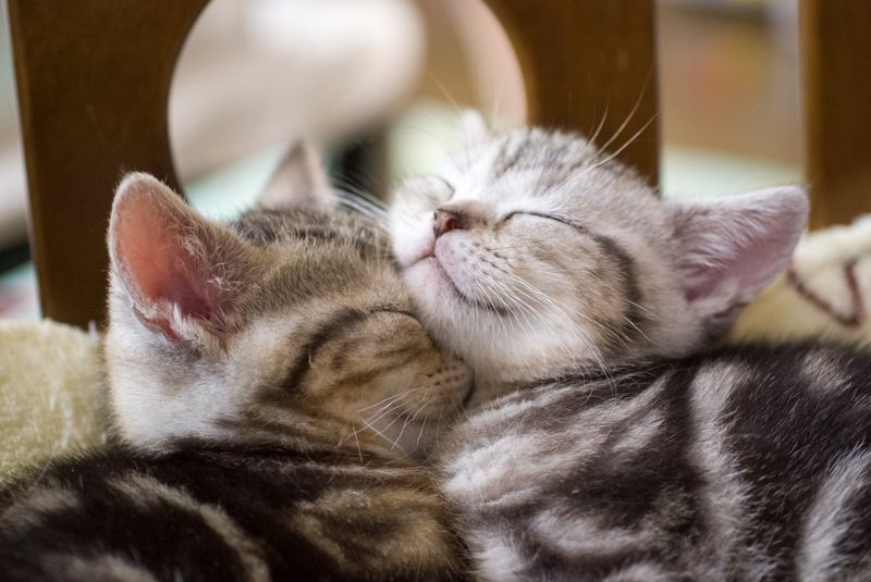 Are There Specific Health Concerns With Multi-Cat Households?