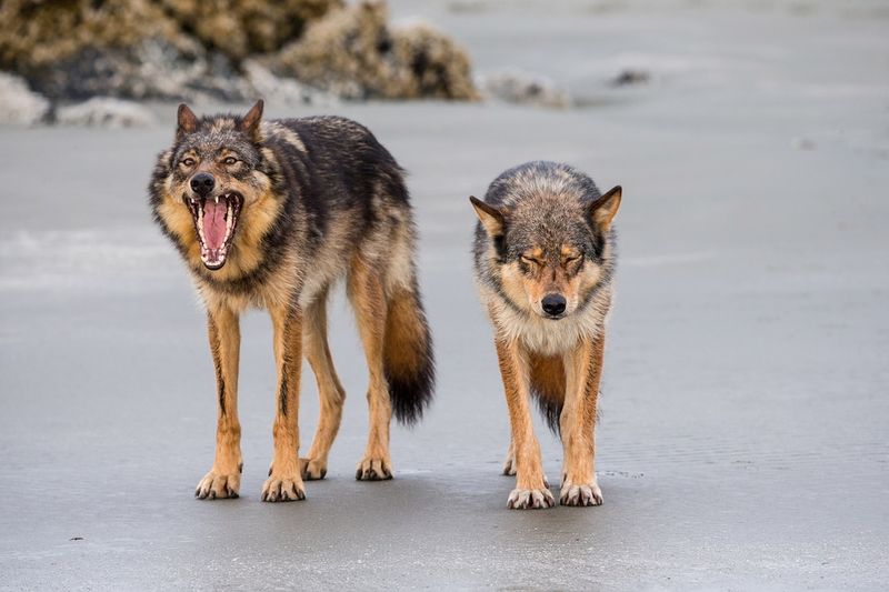 Larger Bodies Compared To Most Canines