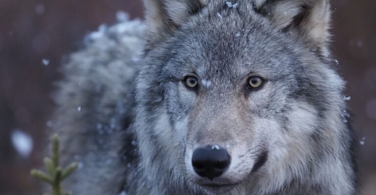 How Wolves Compare To Other Canines In Size And Power