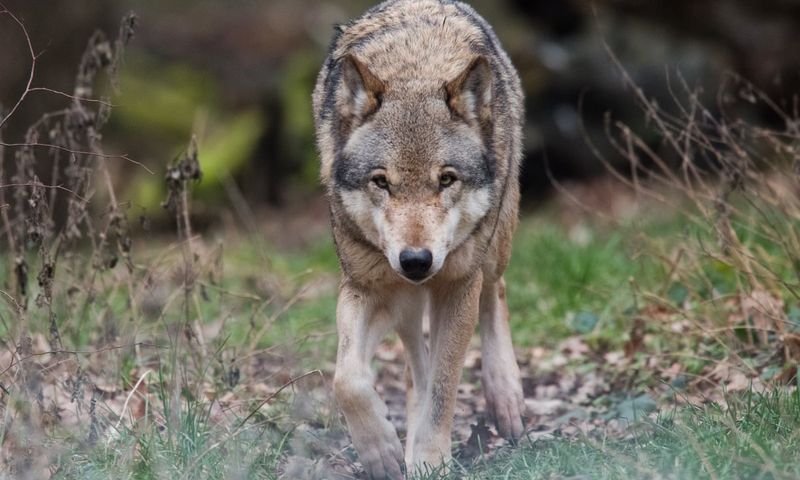 Other Successful Predator Reintroductions: The Case Of Grey Wolves In Europe