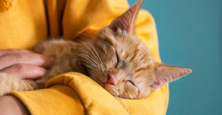 How Your Cat’s Calm Routine Could Be Helping Your Mental Health