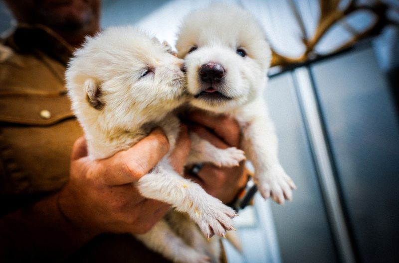 Would dire wolves have natural immunity to modern diseases?