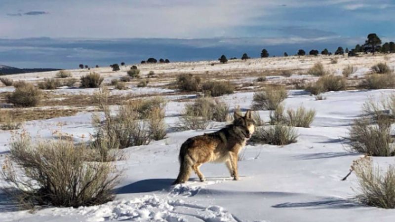Are we prepared for dire wolf behavior and social structure?
