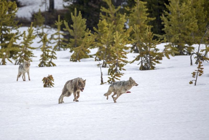 Automated Acoustic Monitoring Reveals Hunting Strategies