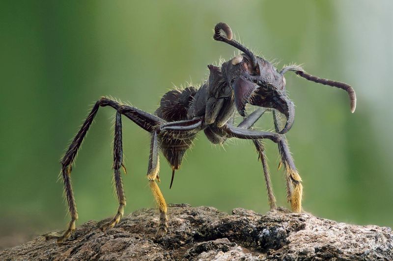 Bullet Ants – Tiny Terrors With Mighty Stings
