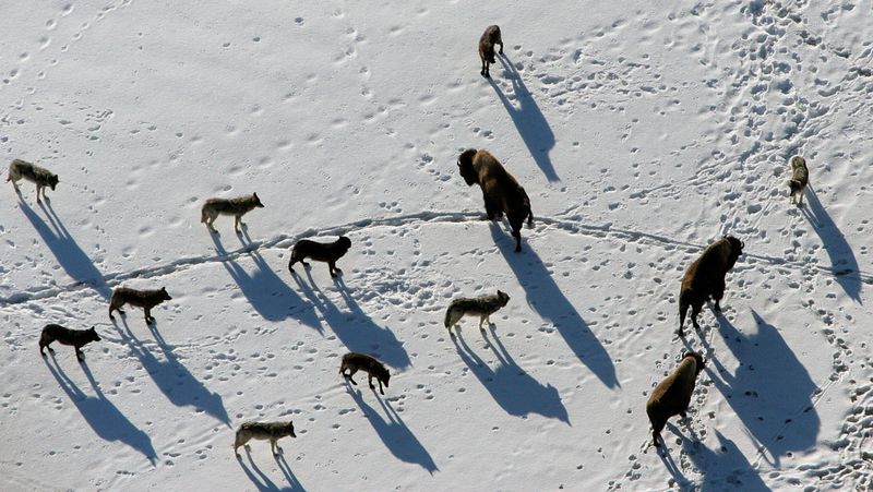 Record-Breaking Hunters