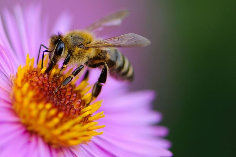 Buzzing Beyond Stereotypes: Bees
