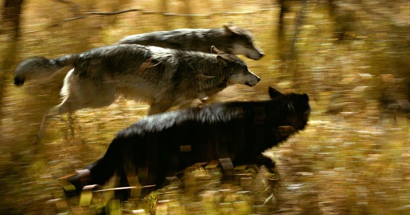 Hunting In Packs
